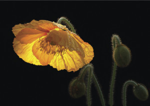 Image Doctor: Glowing Poppy